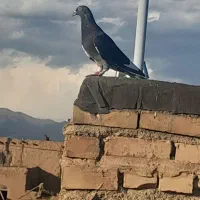 کبوتر|پرنده|نیشابور, گنبد سبز|دیوار