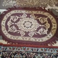 پادری زرشکی بیضی