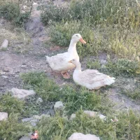 اردک نر و ماده