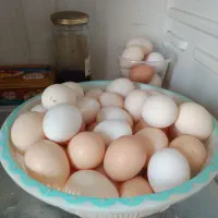 تخمرغ  بومی