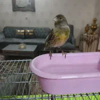 گل به سر قناری نر