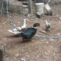 اردک اسراییلی درشت نر  مشکی