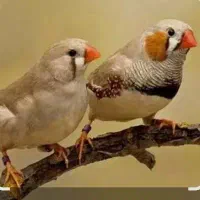فنچ کینگ ونرگیسی شکلاتی