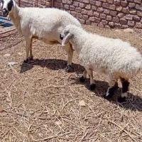 فروش میش تیغدر
