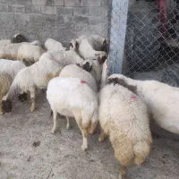 گوسفندفروشی