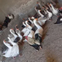 قوغاز