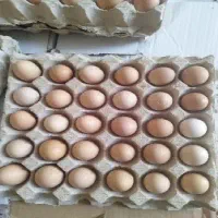 فروش تخم مرغ محلی