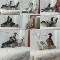15 عدد کبوتر پلاکی بضمانت صدرصد پرش