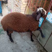 گوسفند نر قوچی