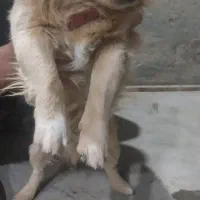 سگ پایی