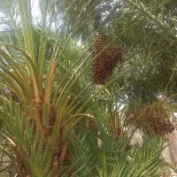 خرما|خوردنی و آشامیدنی|ایرانشهر, |دیوار