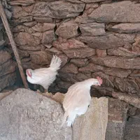 جوجه گوشتی