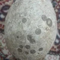 سنگ به احتمال فسیل