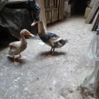 2عدداردک