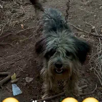 سگ‌باهوش‌وزرنگ