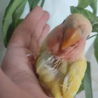 طوطی کوتوله صورت هلویی سرلاکی