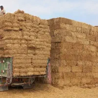 گندم و جو