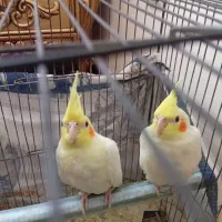 جوجه عروس هلندی