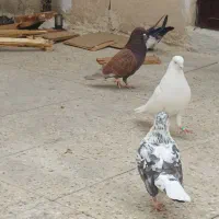 کفتر|پرنده|تهران, شهرک بعثت|دیوار