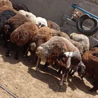 بره نر افشار چاق با قصاب رایگان بز میش بزغاله شیشک