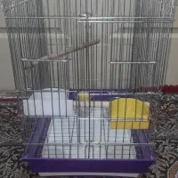 قفس