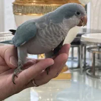 طوطی راهب