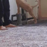 سگ ۰