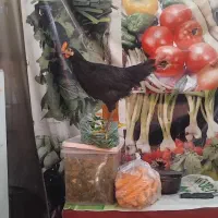 مرغ ها سالم مرغ طاقچه تغذیه مناسب