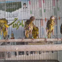 فروش سبز چمنی و چن عدد سرخ سوخته