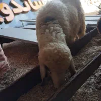 ۱۵ بره پروار