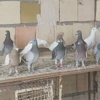 کفتر پرشی ۲۰تا