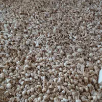 سیر سفید|خوردنی و آشامیدنی|نورآباد, |دیوار