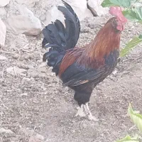خروس محلی