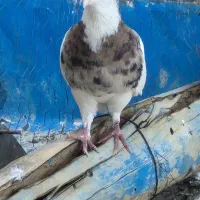 شکار گرفتم