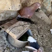 کبوتر رفته