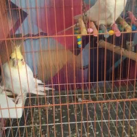 یک جفت عروس هلندی به فروش میرسد