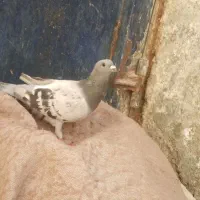 کفتر|پرنده|زاهدان, |دیوار
