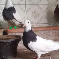 توقی جفت نروماده معاوضه یا فروش
