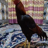 خروس اصیل ۵۰۰۰۰۰۰