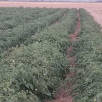 فروش آب و زمین کشاورزی