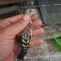 سهره جوجه اصیل فارس