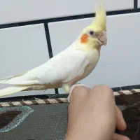 نروماده عروس هلندی