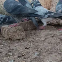 7یا8تا کفتر نر بزرگه المانی و مسافتی.