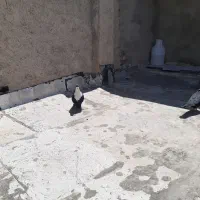 کرواتی سیاه