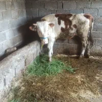 دو عدد گوساله
