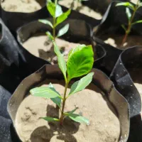نهال پسته