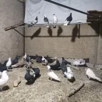 کفتر یزدی گوشت کفتر