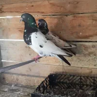 کفتر|پرنده|کنارک, |دیوار