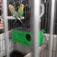 مرغ عشق با جوجه