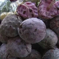 نهال نایاب ایلما روجا